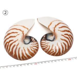 オウムガイ 貝殻の商品一覧 通販 Yahoo ショッピング