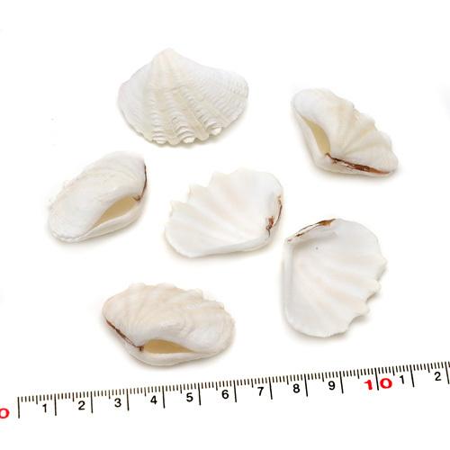 【貝殻パーツ】 天然シャコ貝　ヒレシャコガイ ミニシャコガイ　2枚合わせ　1個 Sサイズ 　接着済　...