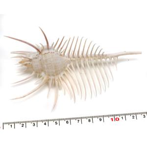ホネガイ（骨貝）Lサイズ 貝殻 約13〜15cm 標本 インテリア 天然