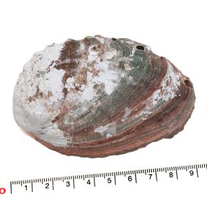 貝殻パーツ】テングニシ ナチュラル 1個 殻皮 フタ付き 写真現品