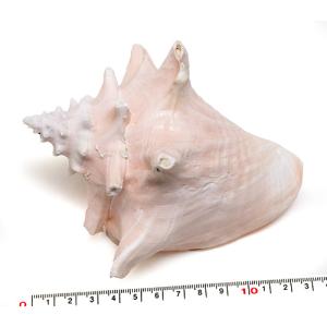 貝殻パーツ】オウムガイ LLサイズ 1個 オウム貝 No.5 : クラフト