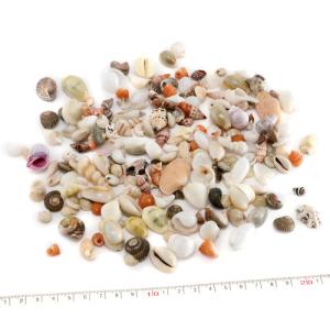 小さな貝殻パーツ サクラガイ 桜貝 さくら貝 : クラフトハウス - 通販