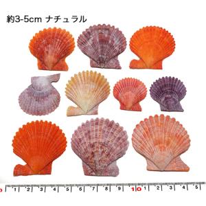 貝殻パーツ】ヒオオギ（ヒオウギ貝） 緋扇貝 2枚合わせ接着加工済 5個