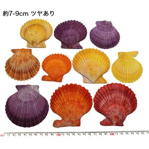 貝殻パーツ】クレナイガンゼキボラ 1個 Lサイズ ＜ゆうパケット不可