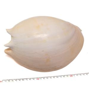 貝殻パーツ】オウムガイ Sサイズ 1個 ハーフカット オウム貝 約