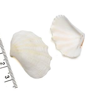 貝殻パーツ】 天然シャコ貝 ヒメシャコガイ ミニシャコガイ 2枚合わせ