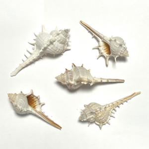 貝殻パーツ】ヒオオギ（ヒオウギ貝） 緋扇貝 2枚合わせ接着加工済 5個