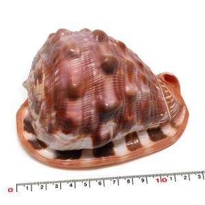 マンボウガイ (カメオシェル) 貝殻 約12〜14cm 標本 コレクション