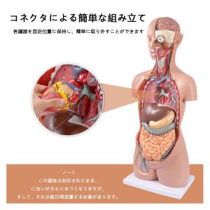 人体模型 85cm 17パーツ 人体胴体 等身...の詳細画像2