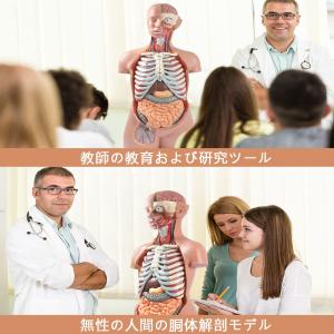 人体模型 85cm 17パーツ 人体胴体 等身...の詳細画像5