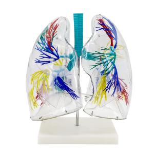 肺区域モデル 3D 透明 高精度 PVC 肺解剖 左右肺 気管支モデル 肺動脈 静脈 人体模型 内部...