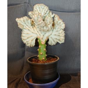 ユーフォルビア マハラジャ 花 ガーデニング の商品一覧 通販 Yahoo ショッピング