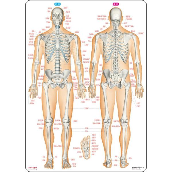 骨と関節まるわかりシート