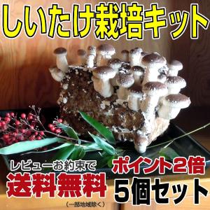 しいたけ栽培キット（5個セット）（トレー付き）（きのこ栽培/菌床/ゆさ農園）