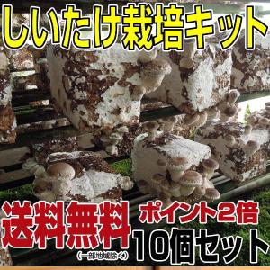 しいたけ栽培キット（10個セット）（トレー付き）（きのこ栽培/菌床/ゆさ農園）