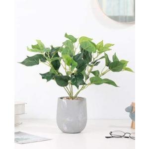 クリスマスツリー 観葉植物 の商品一覧 花 ガーデニング 通販 Yahoo ショッピング