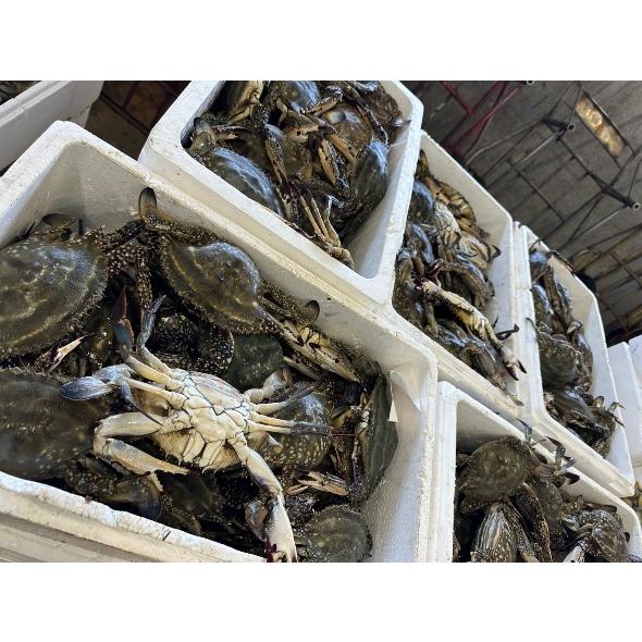 北海道　木古内産　内子入り　ワタリガニ　3杯　1杯400g前後　渡り蟹　ガザミ