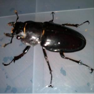 北海道産 極太 ミヤマクワガタ ペア オス71...の詳細画像1