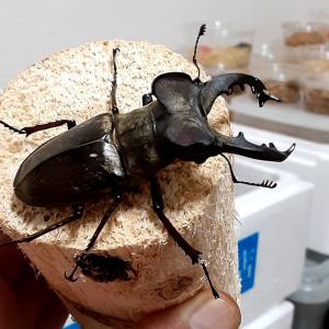 北海道産 極太 ミヤマクワガタ ペア オス71...の詳細画像2