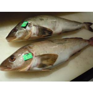 北海道恵山産　希少　バキバキ　根ほっけ　３尾　ホッケ　お刺身　