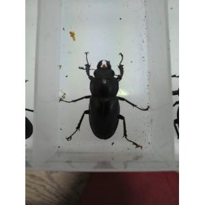 北海道産 ミヤマクワガタ メス 単品 野外品の商品画像