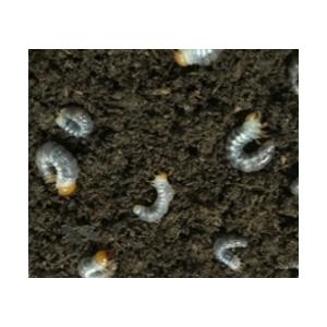 北海道産　コクワガタ　初令〜２令幼虫　３頭