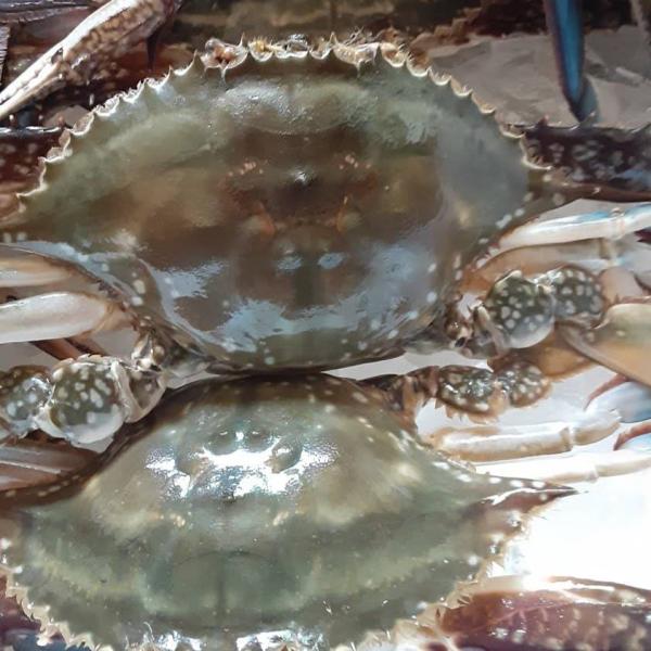 北海道　北斗産　内子入り　ワタリガニ　500g　わたりがに　渡り蟹　ガザミ