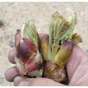 北海道産　朝採り　タラの芽　35個　たらの芽　　サービス付き