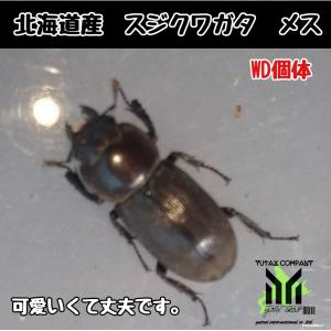 北海道産 スジクワガタ メス WD 単品の商品画像