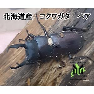 北海道産　コクワガタ　ペア+メス　計３匹