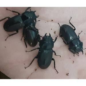 北海道産 交尾済み コクワガタ メス 2頭の商品画像