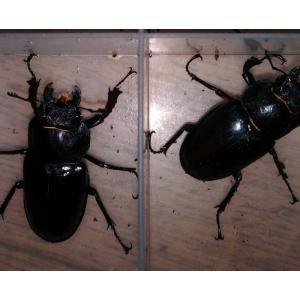 北海道産 ミヤマクワガタ メス2匹セット 野外採取の商品画像