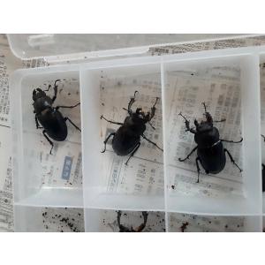 北海道産 ミヤマクワガタ メス2匹セット 野外採取の詳細画像1