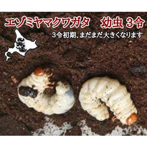 北海道産　ノコギリクワガタ　2〜３幼虫　5頭