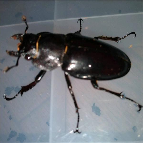 北海道産　天然　巨大　ミヤマクワガタ　メス　40mmオーバー