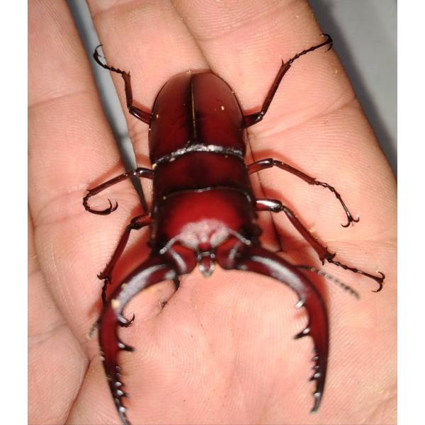 北海道産　ノコギリクワガタ　ペア