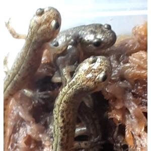 北海道産 エゾサンショウウオ 2匹 5〜7cm...の詳細画像1