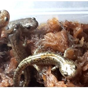 北海道産 エゾサンショウウオ 5匹 5〜7cm...の詳細画像2