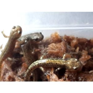 北海道産 エゾサンショウウオ 5匹 5〜7cm...の詳細画像4
