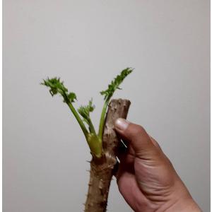 北海道産 タラの木 ふかし栽培用 50本 山菜 Www Bollywoodpapa Com