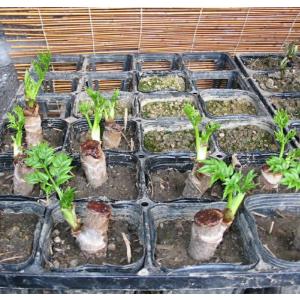 北海道産 タラの木 ふかし栽培用 50本 山菜 Streetvend Ru