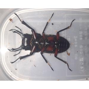 北海道産 アカアシクワガタ ペアの詳細画像1