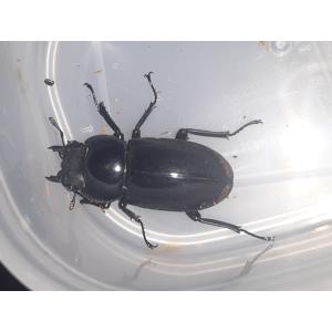 北海道産 アカアシクワガタ ペアの詳細画像2
