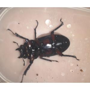 北海道産 アカアシクワガタ ペアの詳細画像3