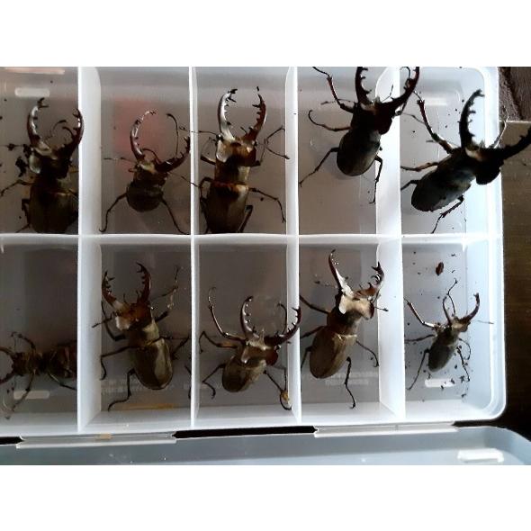 北海道産　ミヤマクワガタ　3ペア　オス65mm以上　メスフリーサイズ