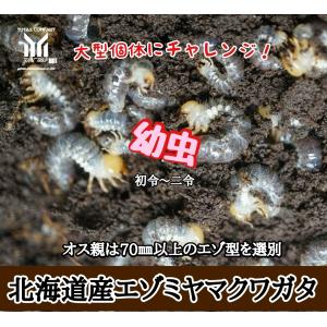 北海道産　エゾミヤマクワガタ　幼虫15匹