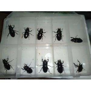 北海道　道南産　ミヤマクワガタ　メス　5頭　サービス付き　