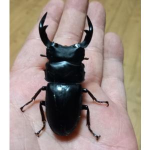 北海道　上磯郡木古内産　天然　オオクワガタ　58mm　希少産地