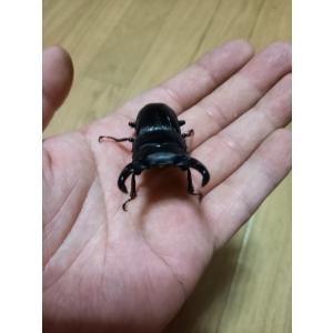 北海道 上磯郡木古内産 天然 オオクワガタ 5...の詳細画像2