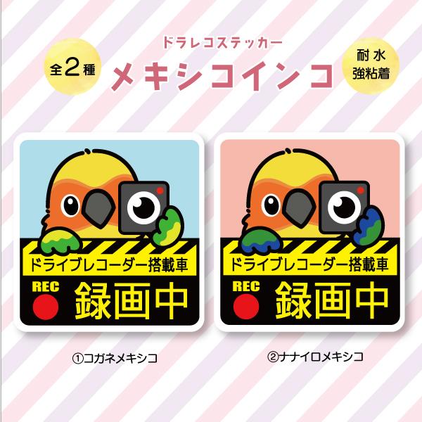 ドラレコステッカー メキシコインコ ドラレコ 録画中 搭載 前後 カメラ 鳥 可愛い かわいい